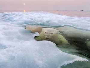 how-a-wildlife-photographer-shot-the-polar-bear-picture-that-won-national-geographics-photo-contest