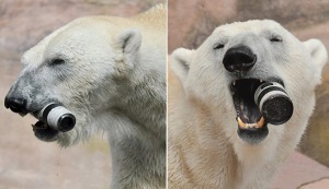 polar-bear-canon-lens2